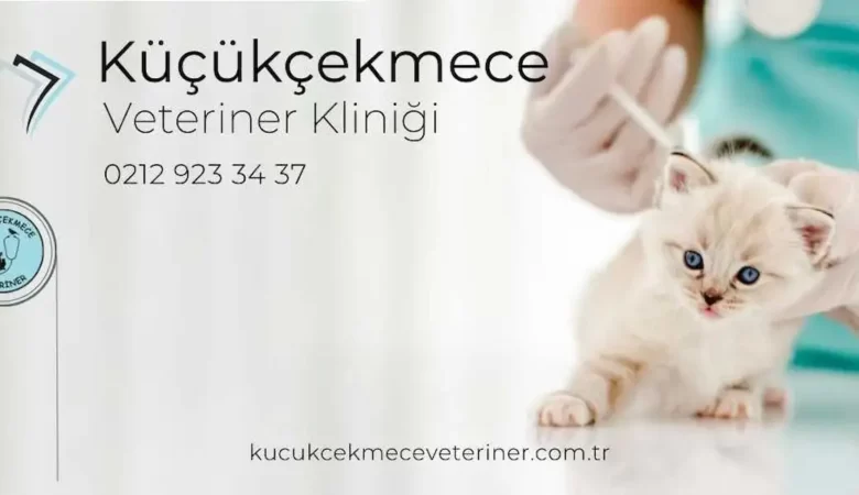 Yavru ve Yetişkin Kedi Aşı Takvimi