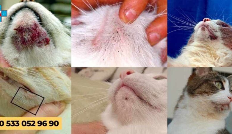 A’dan Z’ye Kedi Aknesi