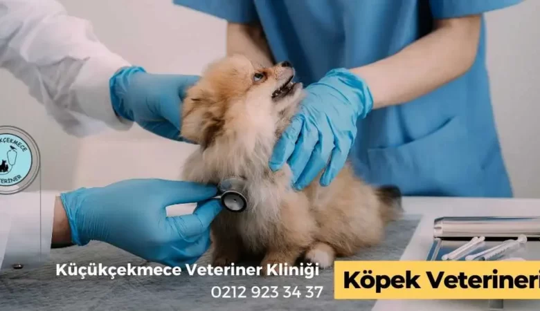 İstanbuldaki En İyi Köpek Veterineri