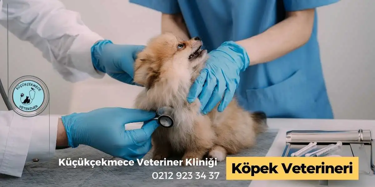 Köpek Veteriner ihtiyacı için profesyonel klinik.