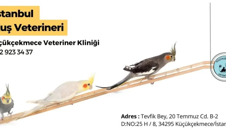İstanbul’daki En İyi Kuş Veterineri
