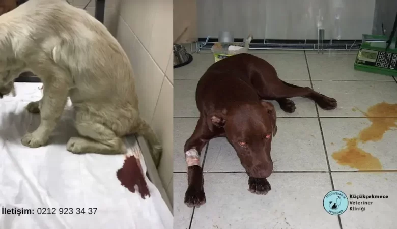A’dan Z’ye Köpeklerde Kanlı İshal » Parvovirüs
