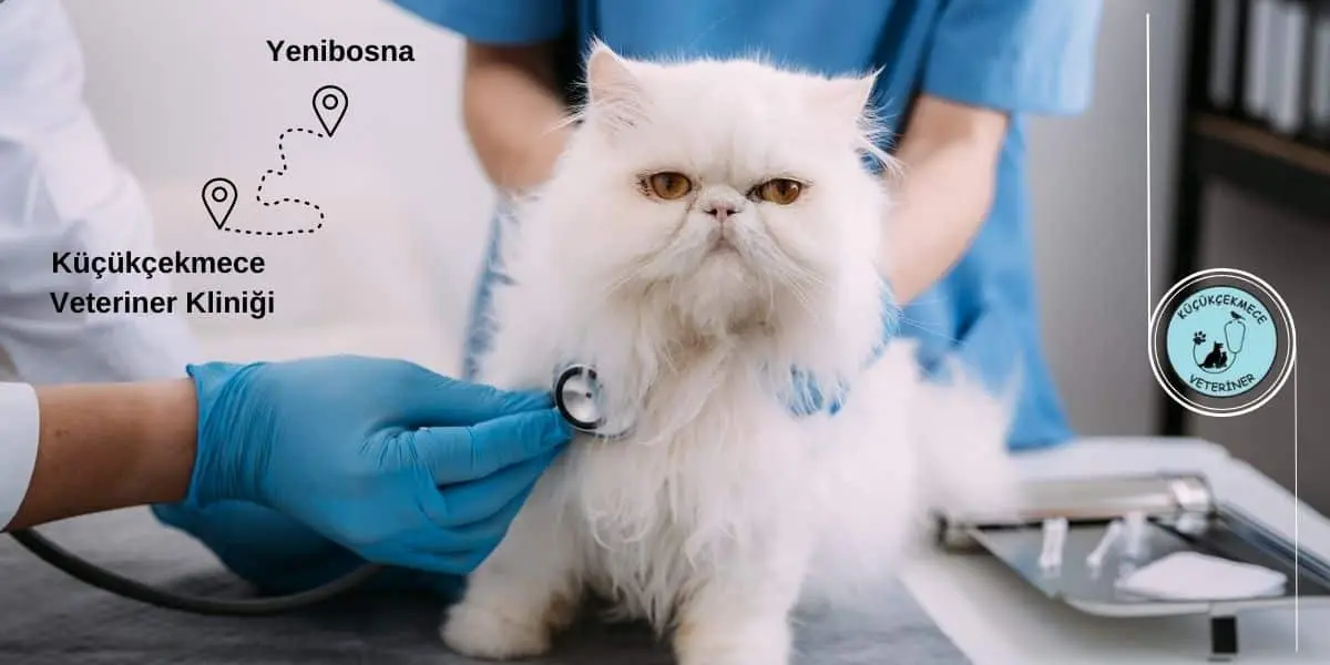İstanbul Bahçelievler Yenibosna veteriner kliniği