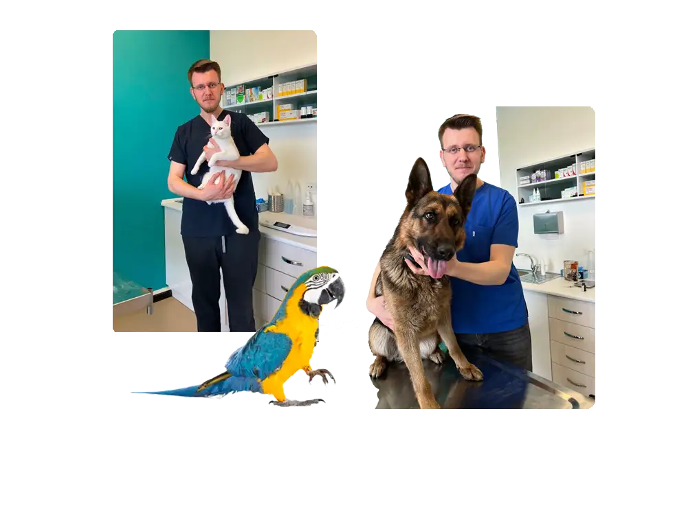 Veteriner hekimlerimizin elinde kedi,köpek ve kuş bulunduğu görsel