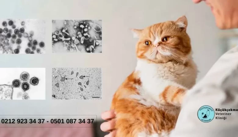 Kedilerde Lösemi – Belirtileri, Nedenleri ve Lösemi Aşısı