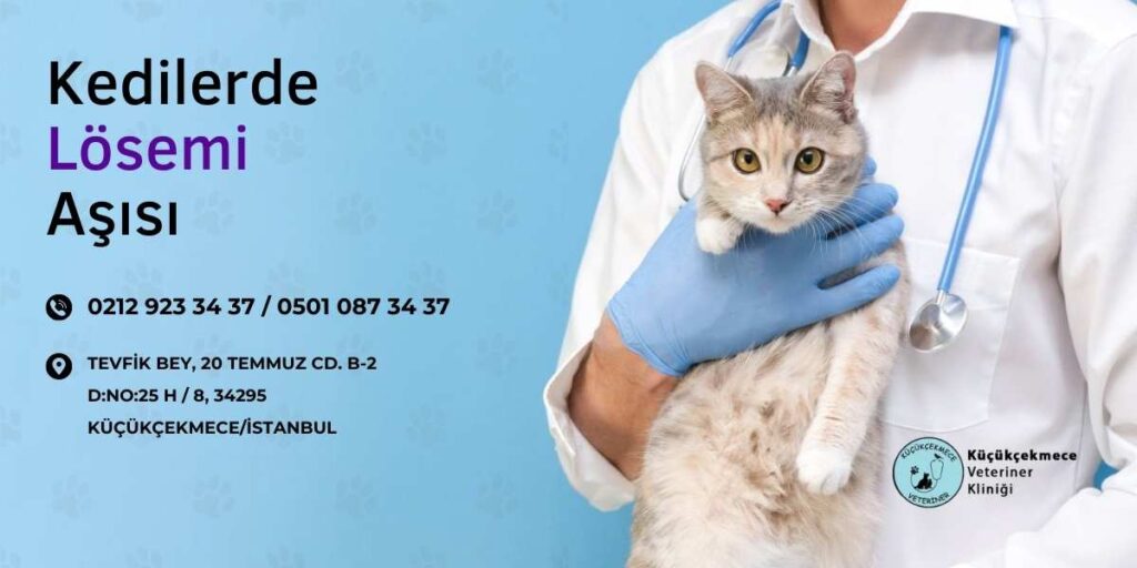 Kedilerde lösemi virüsü