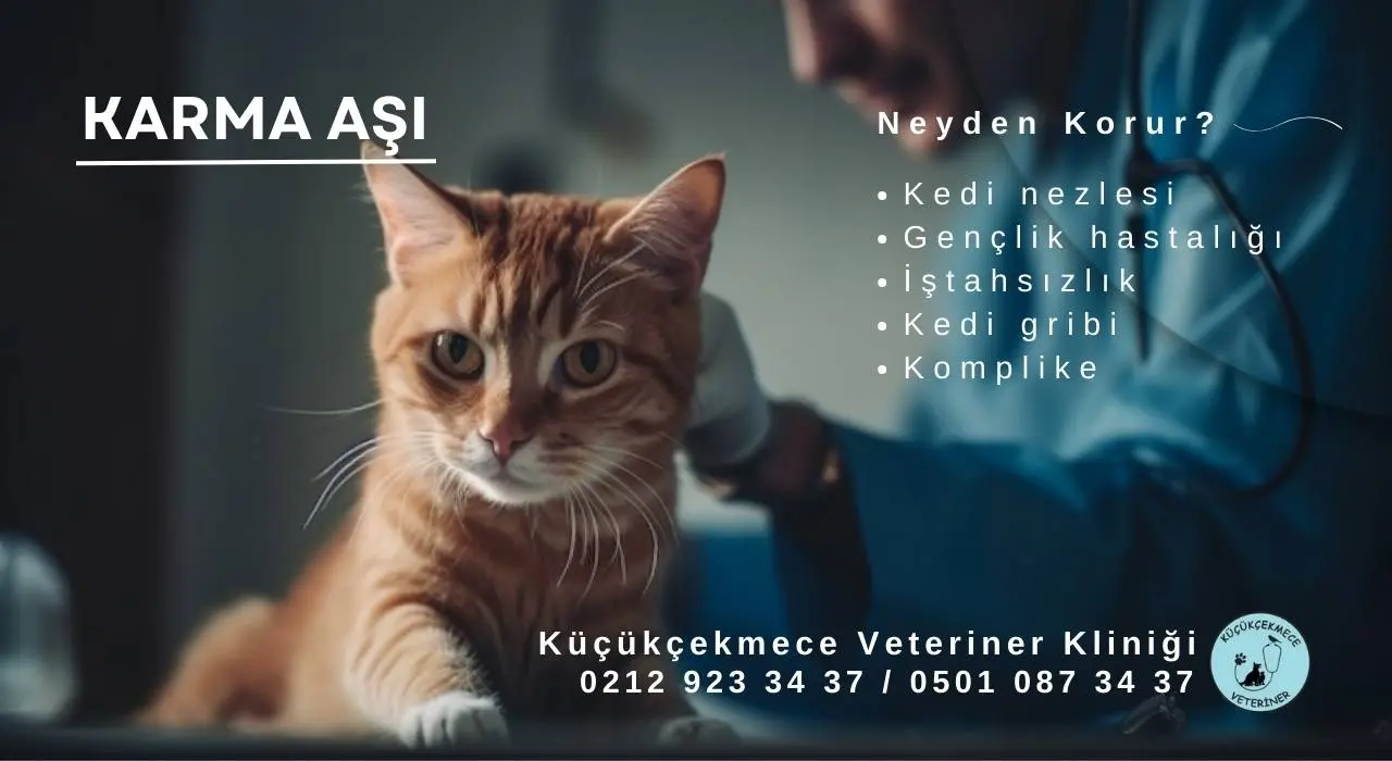 Kedilerde Karma Aşı