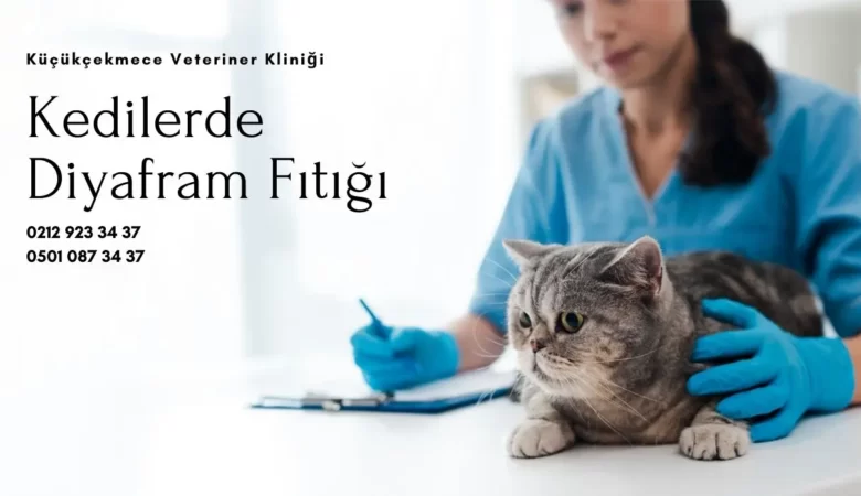 Kedilerde Diyafram Fıtığını (Hernisi) Tanıyalım