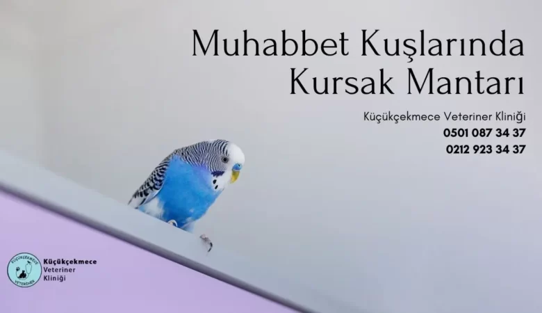 Muhabbet Kuşlarında Kursak Mantarı