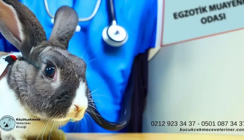 İstanbul Egzotik Hayvan Veterineri