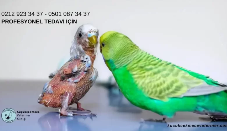Fransız Tüy Hastalığı (French Molt)