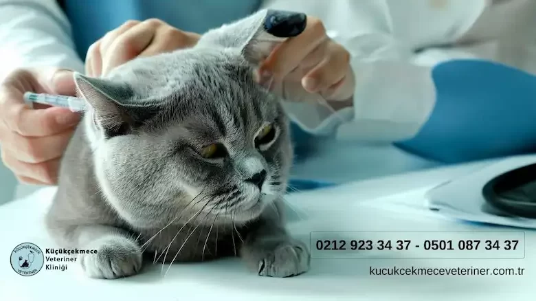Kedi ve Köpeklerde İç Dış Parazit Uygulaması