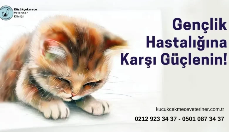 Kedilerde Gençlik Hastalığı ve Aşı