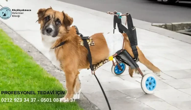 Köpeklerde Felç Neden Olur? Nasıl Önlenir?