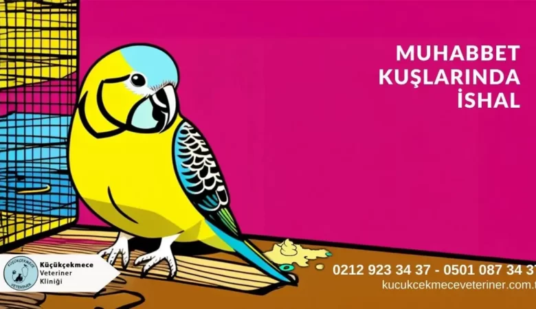 Muhabbet Kuşlarında İshal Neden Olur, Nasıl Önlenir ?