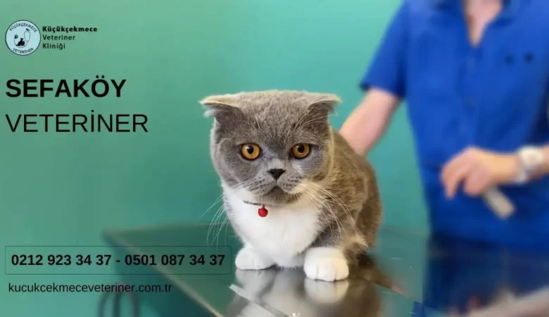 Sefaköy Veteriner Hizmeti