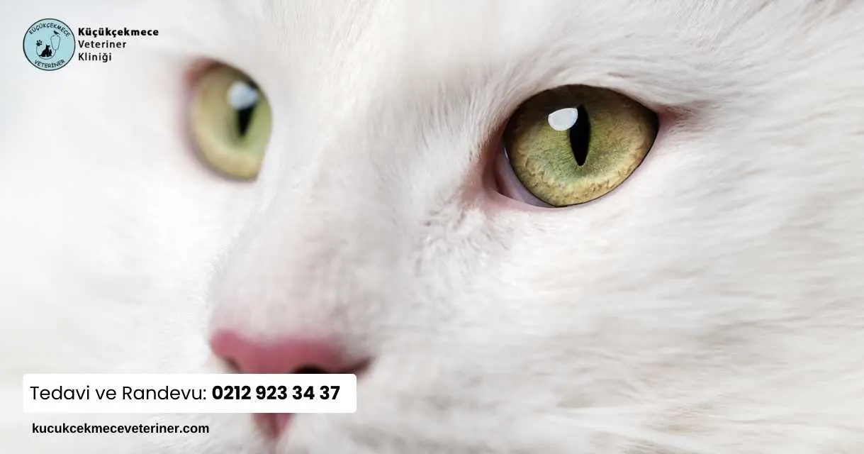Kedi Gözleri