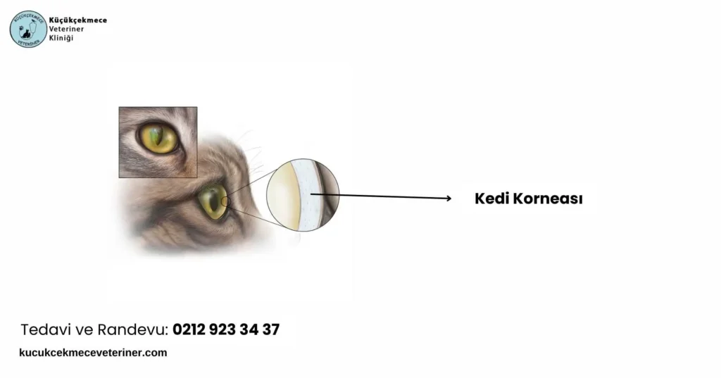 Kedi Korneası