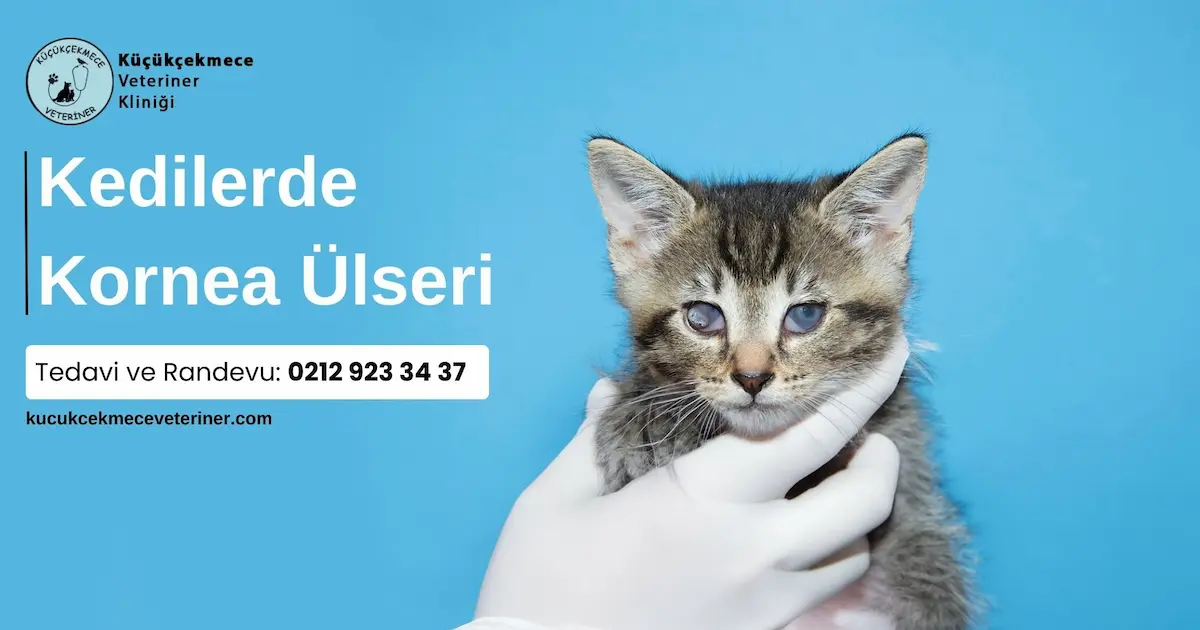 Kornea ülseri olan bir yavru kedi