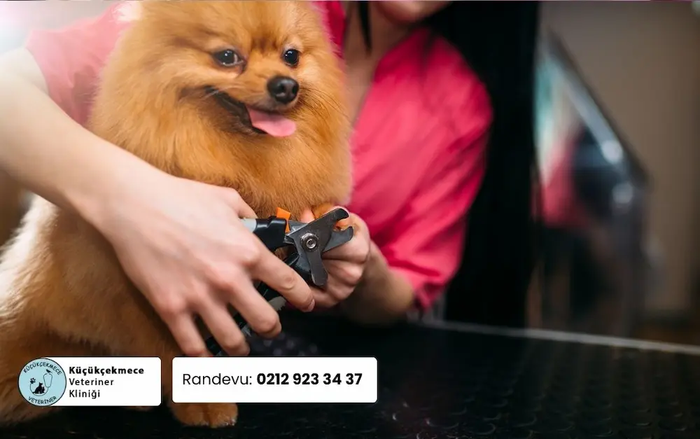 Pet kuaförü tarafından tırnağı kesilen köpek