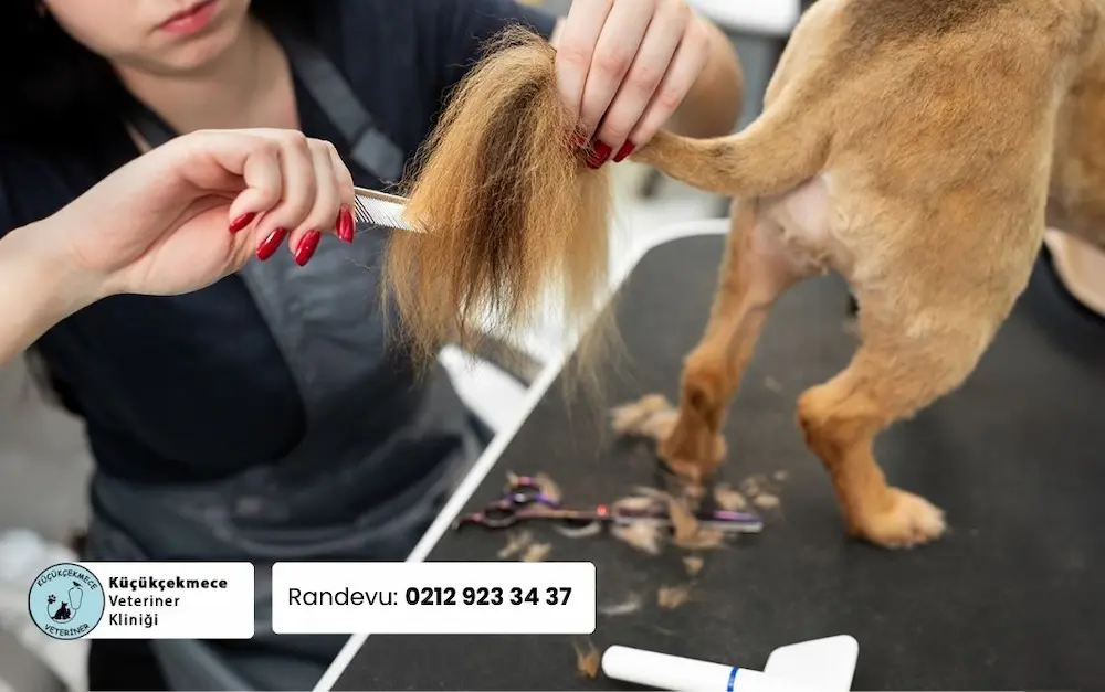Pet kuaförü tarafından kuyruğundaki fazla tüyleri kesilen köpek