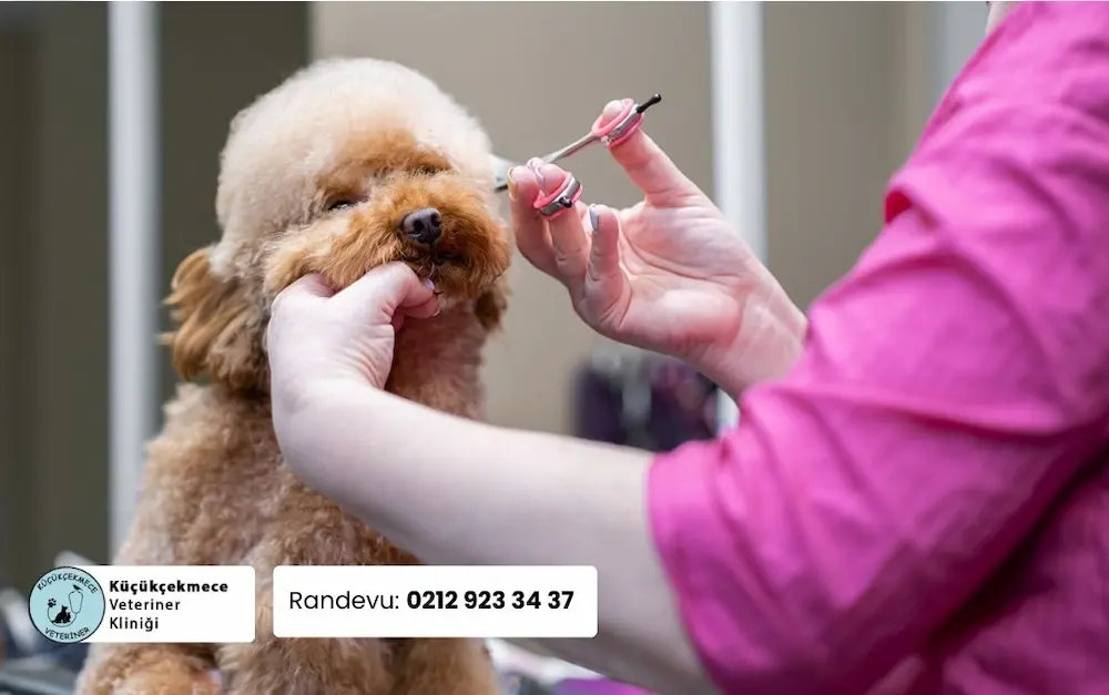 Toy Poodle köpek pet kuaförü tarafından traş ediliyor