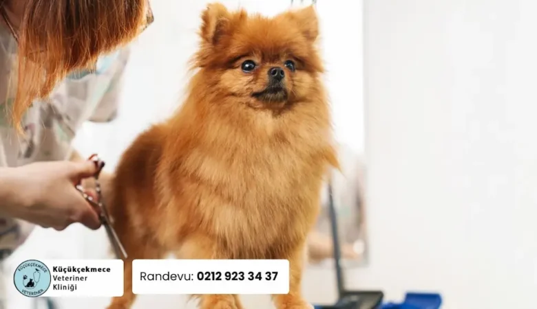 Küçükçekmece Pet Kuaför – Uzman Bakım