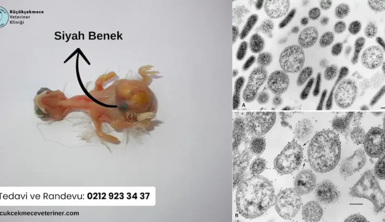 Kuşlarda Kara Benek Hastalığı Nedir?