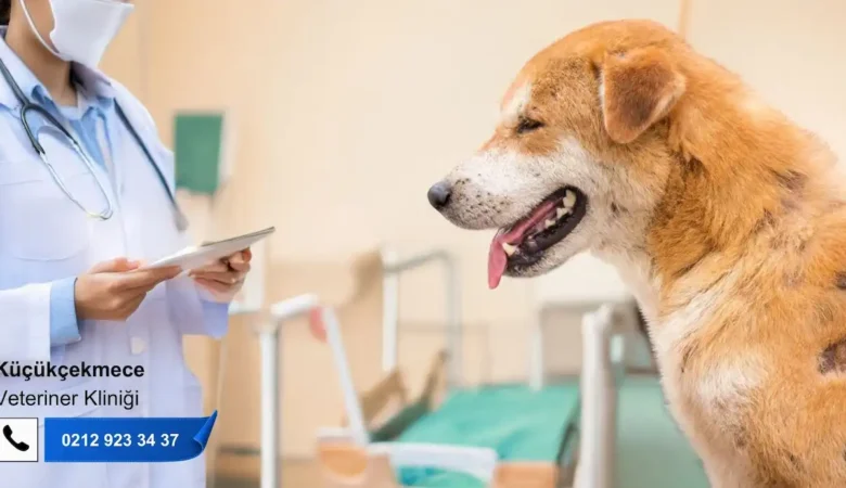 Köpeklerde Uyuz Hastalığı