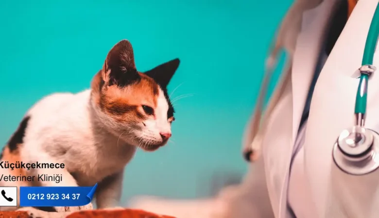 Kedilerde FIP (Feline Infectious Peritonitis) Hastalığı Nedir?