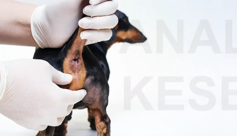 Köpeklerde Anal Kese Enfeksiyonları: Belirtileri ve Tedavi