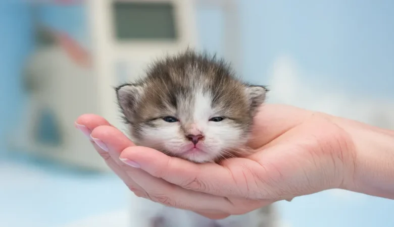 Kedi Üst Solunum Yolu Enfeksiyonu