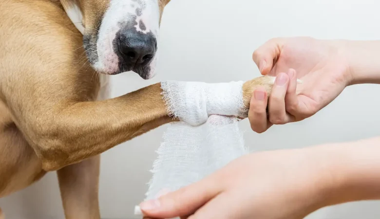 Köpeklerde Diz Kapağı Ameliyatı