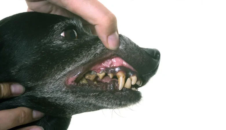 Köpeklerde Diş Çürüğü: Neden Olur, Nasıl Anlaşılır ve Tedavi Yolları Nelerdir?
