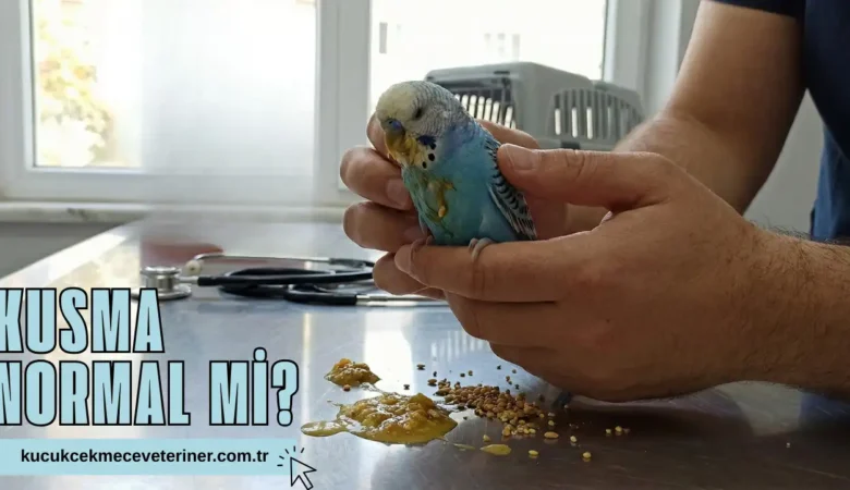 Muhabbet Kuşum Kusuyor: Neden Olur, Ne Yapmalıyım?