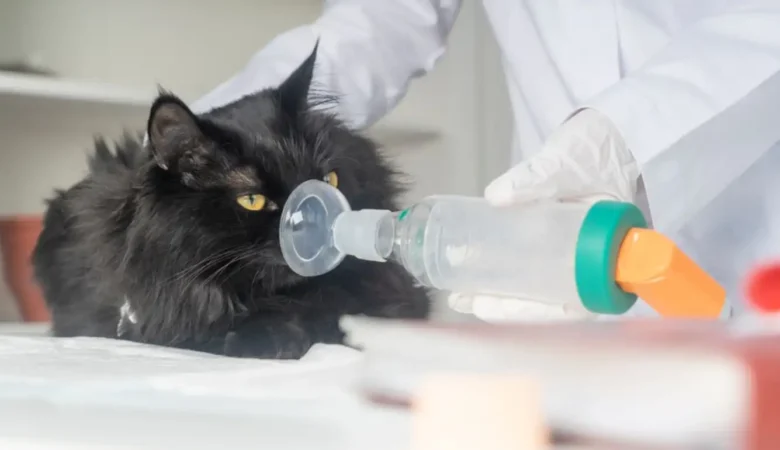 Kedilerde Astım Nedir? Belirtileri, Kriz Anı ve Tedavisi