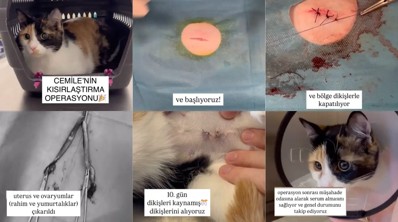 Küçükçekmece Veteriner Kliniği Kedi Kısırlaştırma Operasyonu ve İyileşme Süreci