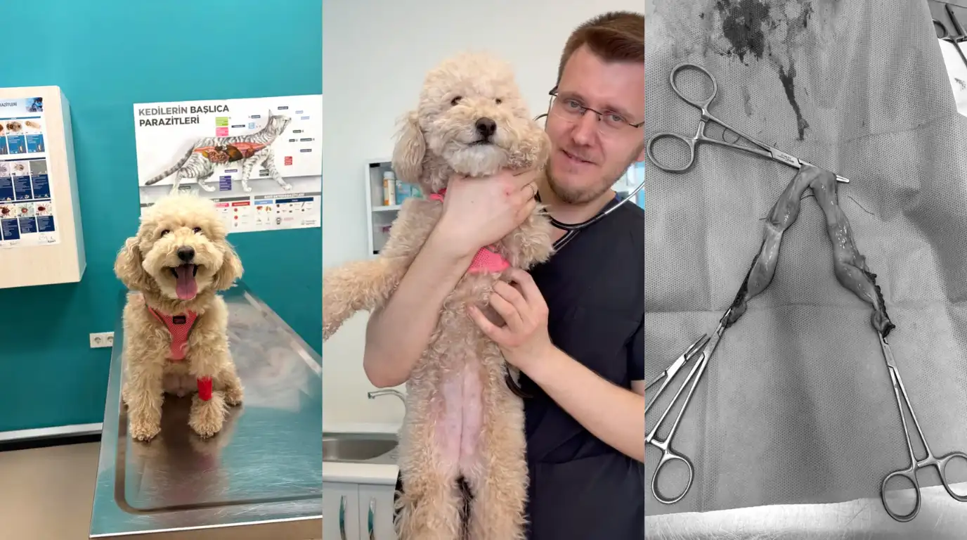 Küçükçekmece Veteriner Kliniği Poodle Köpek Kısırlaştırma Operasyonu