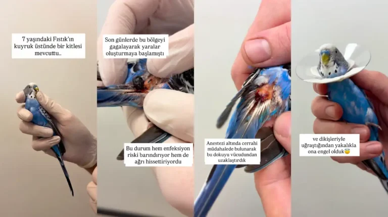 Küçükçekmece kuş veterineri tedavisi