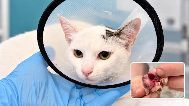 Pati Yaralanması Olan Kedi Hastamız