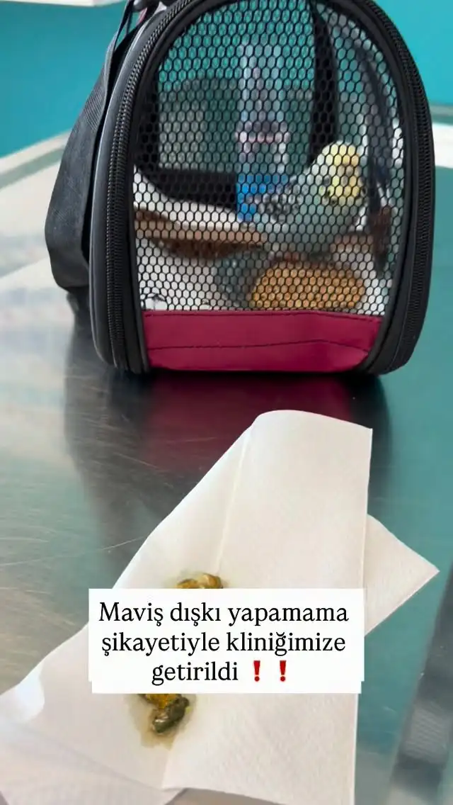 Maviş’in Fıtık Operasyonu