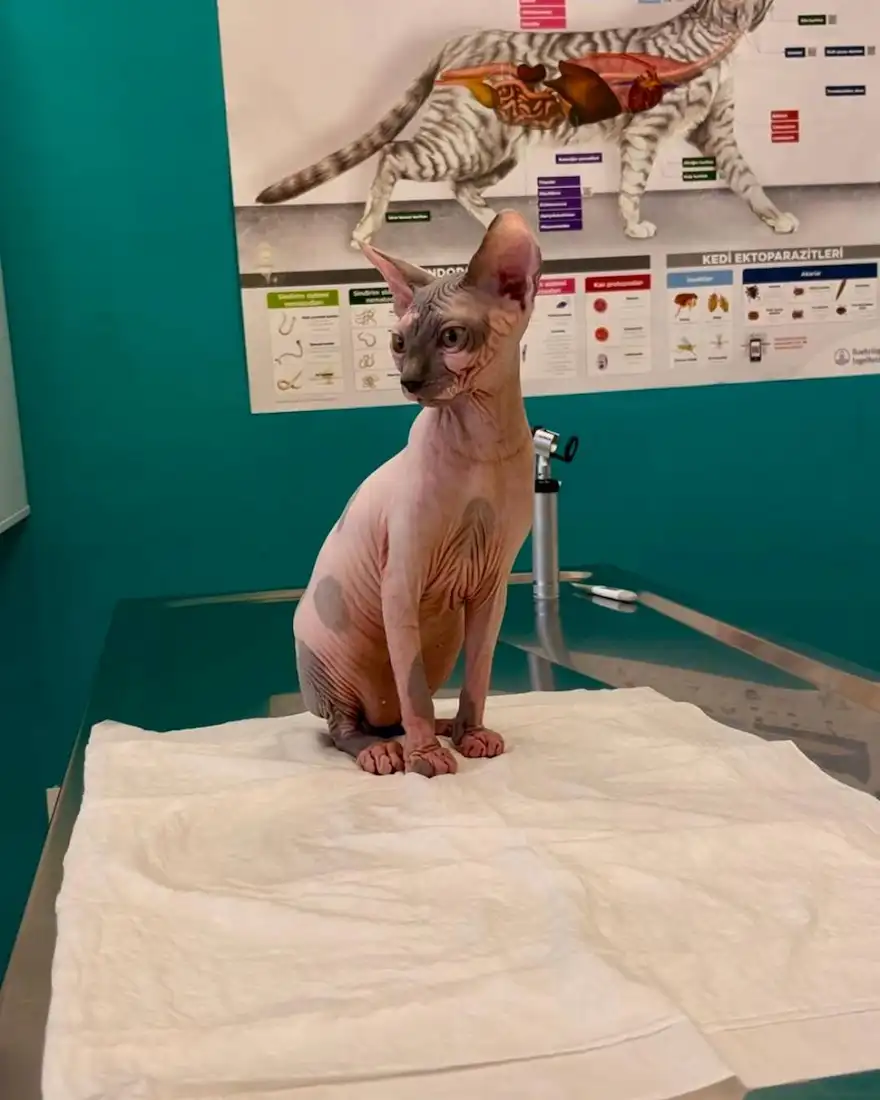 Küçükçekmece Veteriner Kliniği'nde kedi muayenesi