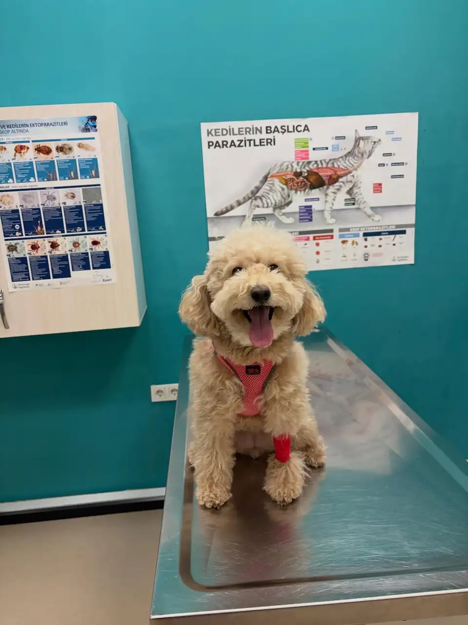 Küçükçekmece Veteriner Kliniği'nde köpek muayenesi