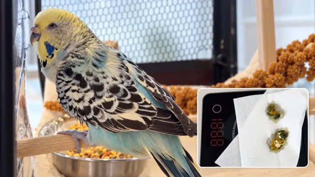 Maviş’in Fıtık Operasyonu