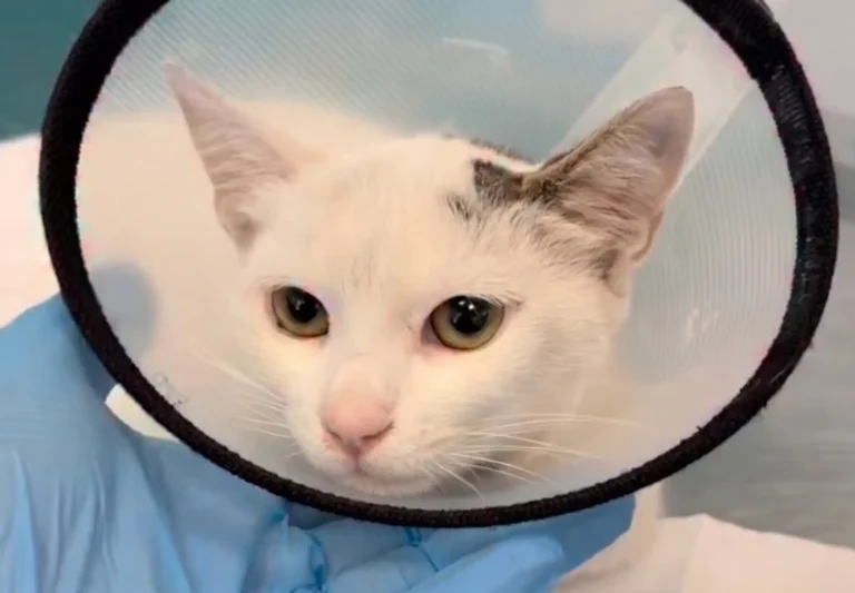 Pati Yaralanması Olan Kedi Hastamız