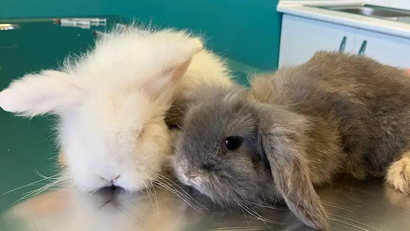 Egzotik hayvan veterineri